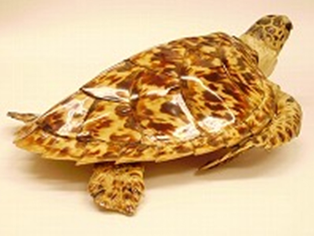 べっ甲（鼈甲）について - 駒沢 出張買取 『ゴールドパーチェス